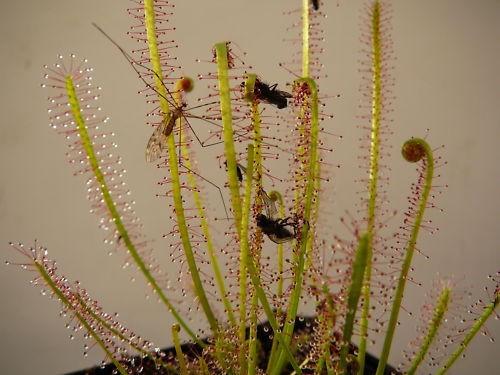 Drosera hybrida - 3x,