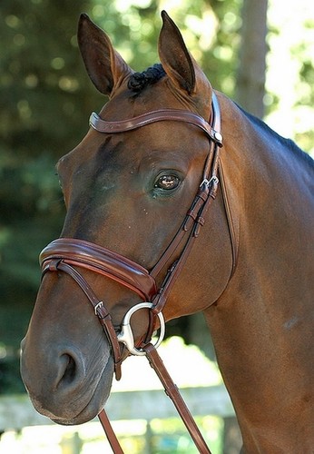 Trensenzaum dyon dressage - trensenzaum,