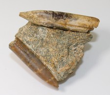 Belemnit, Conohibolites