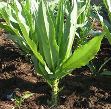 1000 samen spargel - 1000, spargel-salat