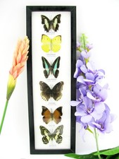 6 echte präparierte