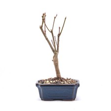 Bonsai fächer ahorn - bonsai, 'acer