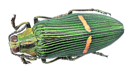 Buprestidae catoxantha - buprestidae,,