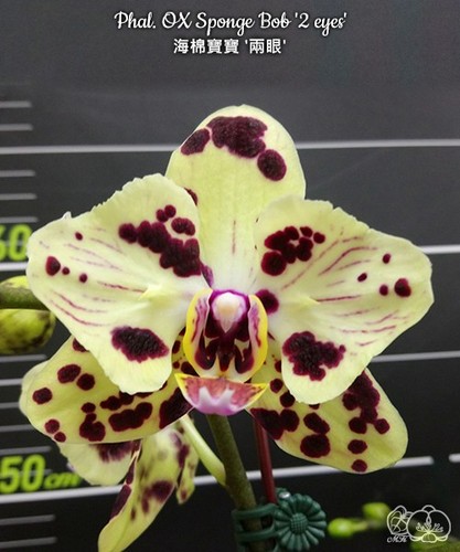 Orchidee phalaenopsis phal ox - phalaenopsis,