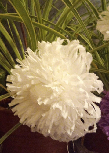 Große krepprosen krepp - 23,