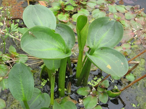Alisma subcordatum - ,