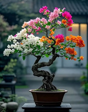 Sale2686 Bonsai Bougainvillea Drillingsblume 5 Samen Bonsaisamen
