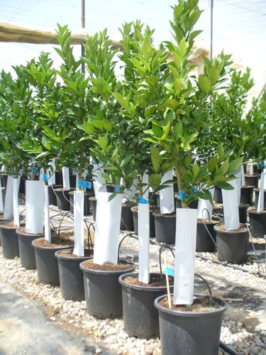 Orangenbaum citrus sinensis - orangenbaum,,