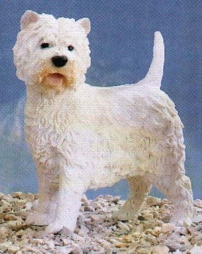 West highland white - highland,