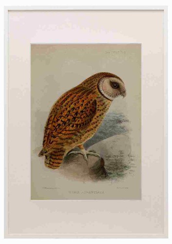 Keulemans john ibis 1886 - g,