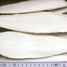 XXL Sepiaschalen 1kg | Große