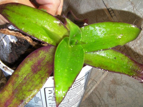 Medicinal plant callisia - medicinal,