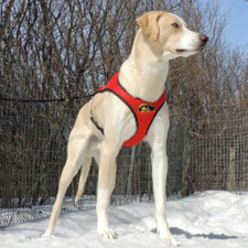 Second Skin Harness