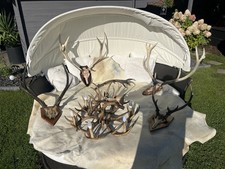 GeweihLampe Und Geweihe  Plus Fell Vom Rind