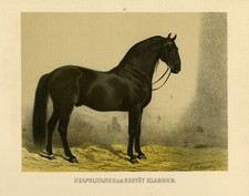 Antiker Druck-NEAPOLITANER-GEHUT KLADRÜB-NEAPOLITANISCHES PFERD-PL. 13-Volkers-1880
