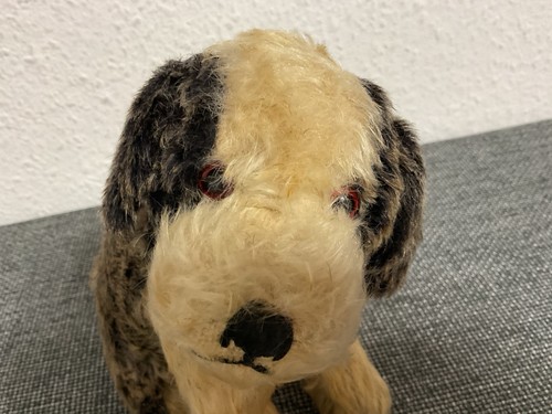 Molly hund alter - hund,