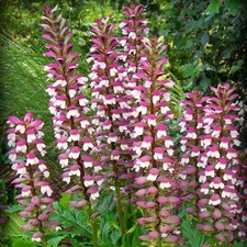 Acanthus Staude Garten