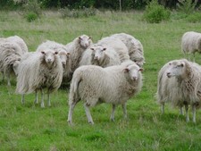 1,8 kg Vlies Rohwolle Schafwolle v. Moorschnucke Filzwolle Spinnen