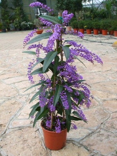 002249a hardenbergia violacea - 002249a,
