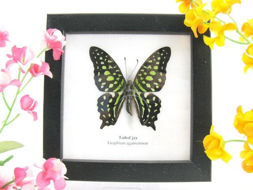 Tailed jay echter - jay,