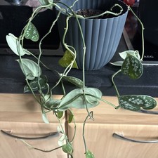 Satin-Efeutute - Scindapsus pictus 'Argyraeus'