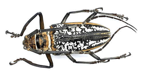 Cerambycidae batocera - cerambycidae,,