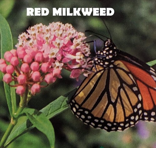 Seeds grow milkweed for - grow,