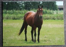 Postkarte Hannoveraner,Pferd,Pferde,Tier,Tiere,Pferdepostkarte,AK,Ansichtskarte