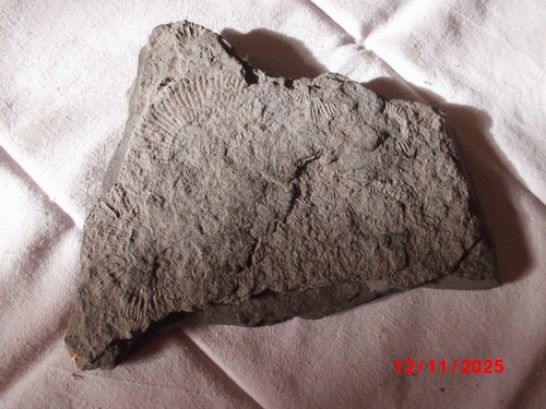 Fossil schiefer ammonit - schiefer,,