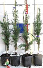 Cupressus semp. "Garda"  -   echte Zypresse, robuste graugrüne Sorte