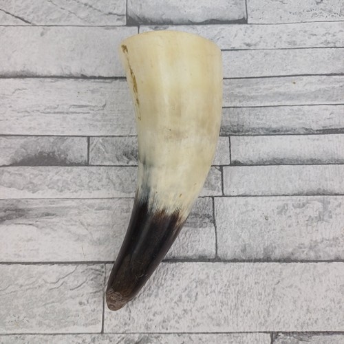Trinkhorn ochsenhorn kuh horn - kuh,