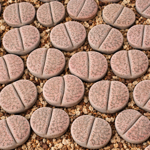 Lithops terricolor c254 - terricolor, seeds