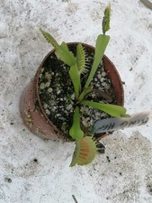 Dionaea Muscipula  King Henry 