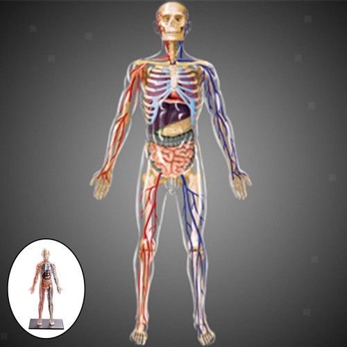Menschliche anatomie - 1:6,