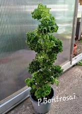 Pelargonium graveolens