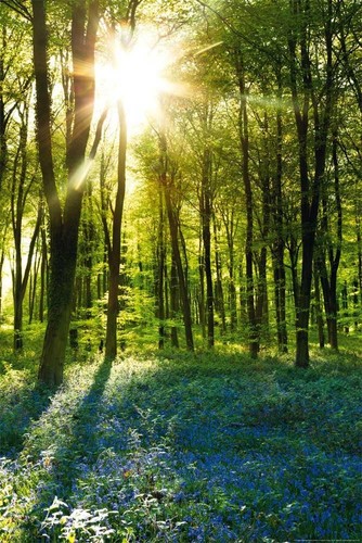 Empireposter forests sunrise - -,