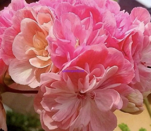 Pelargonium pelargonie aim - pelargonium, aim‘s