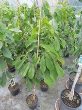 Asimina triloba Prima 1216