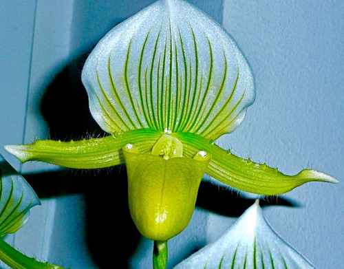 Paphiopedilum maudiae green - maudiae, ´green