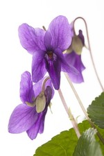 Viola odorata 'Königin