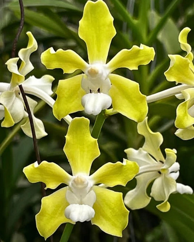 Vanda tessellata var - alba, 001