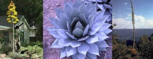 Blaue agave exotische duftende - blaue,