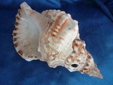 Muschelhorn tritonshorn - muschelhorn,