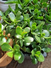 1 Pflanze Crassula Geldbaum Talerbaum Zimmerpflanze Glücksbringer