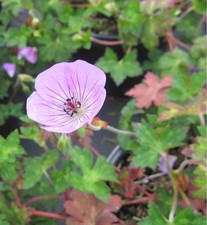 Garten-Storchschnabel Kelly-Anne - Geranium wallichianum Kelly-Anne