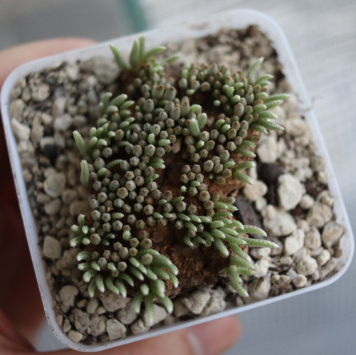Avonia quinaria kakteen - avonia,
