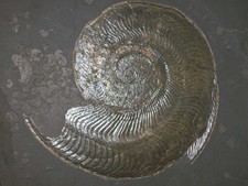 Grosser ammonit harpoceras - ammonit,