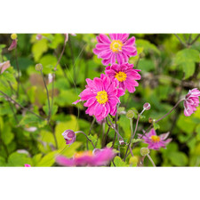 Anemone x japonica 'Pamina' -