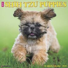 Just Shih Tzu Puppies 2020 Calendar by Willow Cr... | Book | condition very good