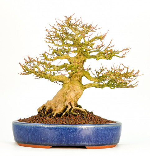 Bonsai premium dreispitzahorn - premium,